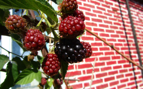 food berry HD Desktop Wallpaper | Background Image