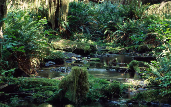 movie Tropical Rainforest HD Desktop Wallpaper | Background Image