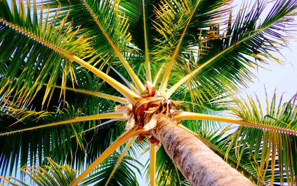 nature palm tree HD Desktop Wallpaper | Background Image