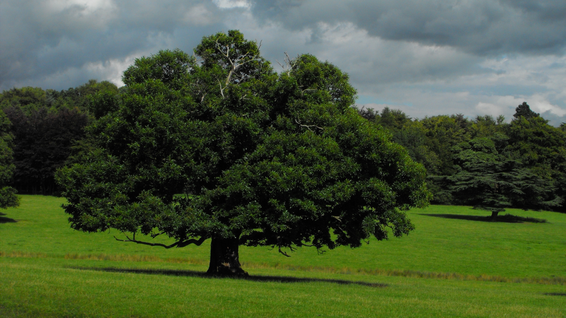 Download Nature Oak Tree HD Wallpaper