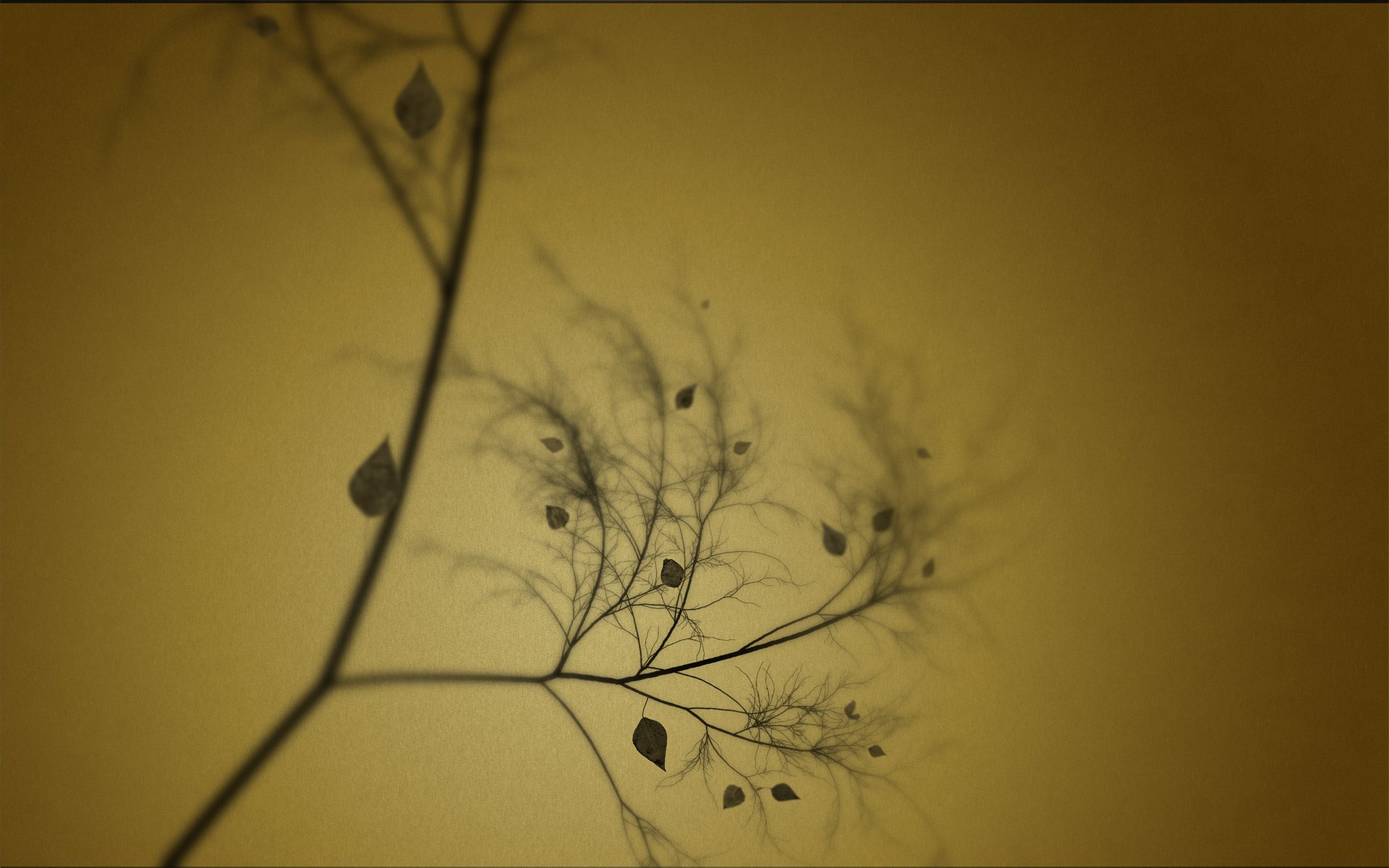 A serene HD wallpaper featuring delicate leaves on a slender branch, set against a warm, muted background that evokes a calming nature aesthetic.
