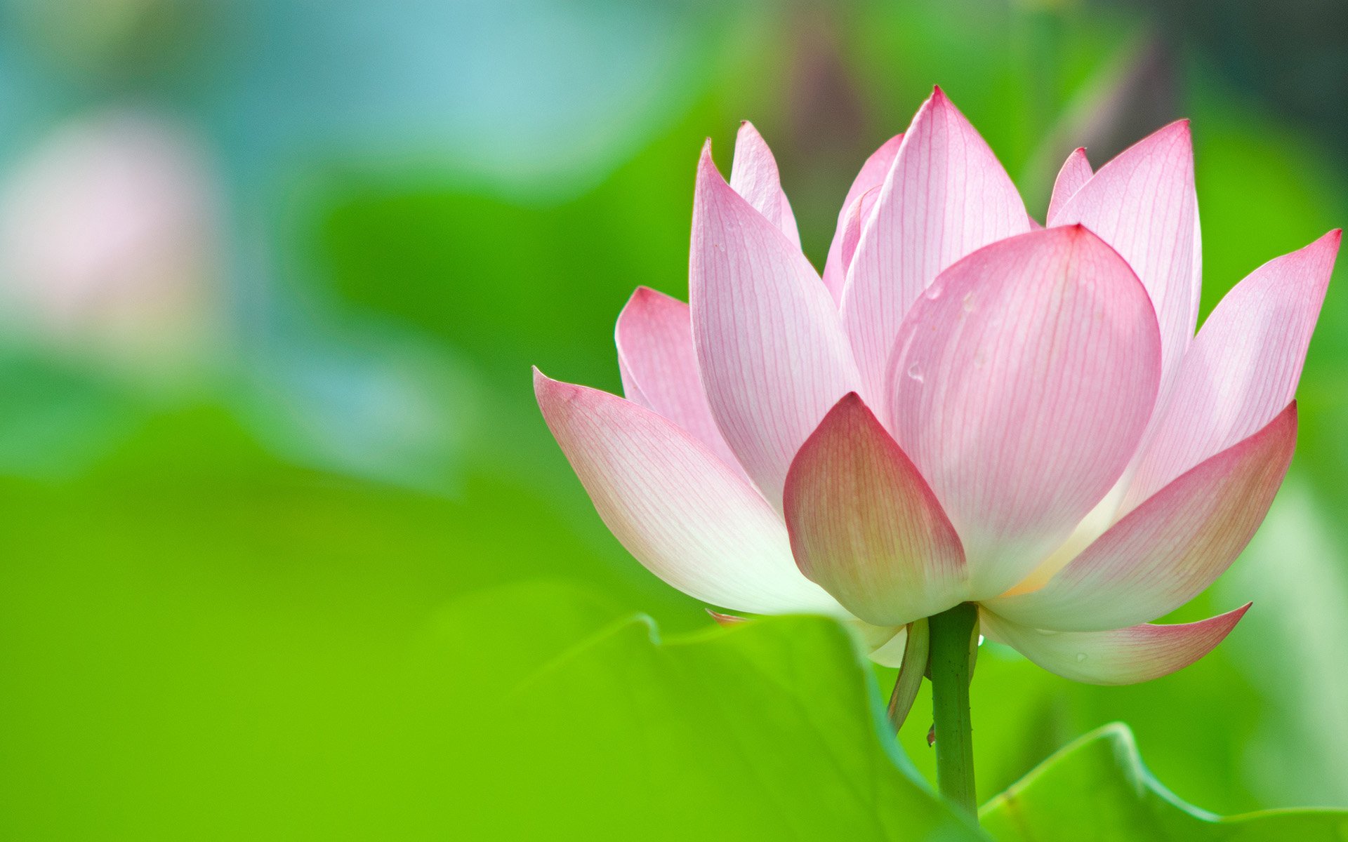 Lotus Flower Full HD Wallpaper and Background Image | 1920x1200 | ID:550041