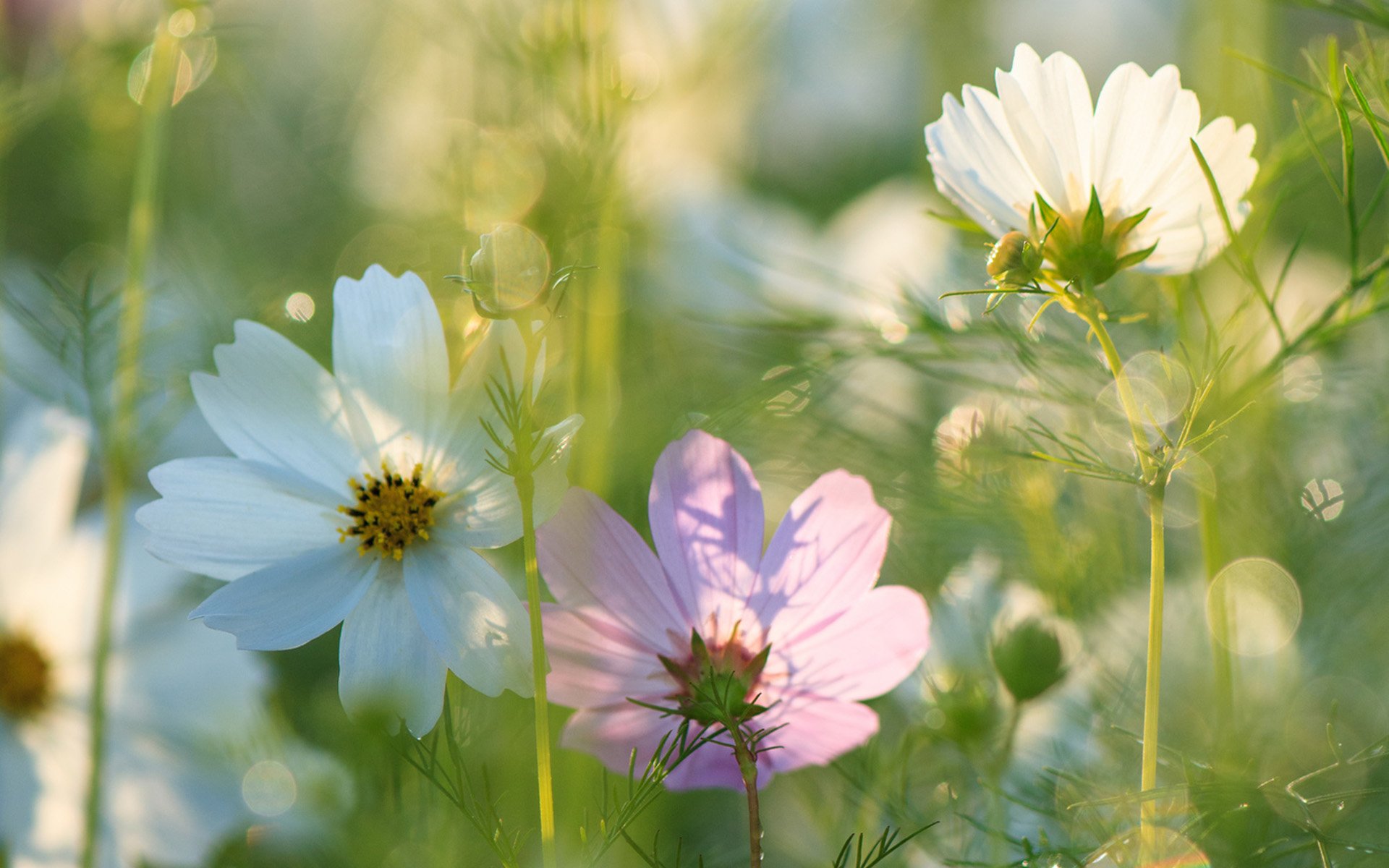 HD PC desktop wallpaper showing sunlit wildflowers: soft-focus white and pink blooms among green stems with warm bokeh light.