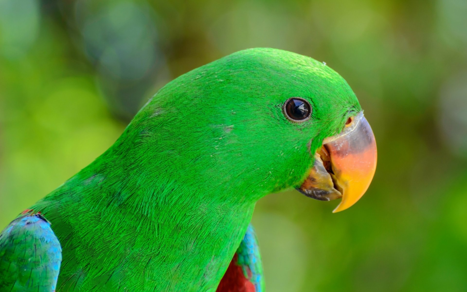 A vibrant green parrot with a colorful beak, set against a blurred natural background, showcasing the beauty of wildlife in this HD desktop wallpaper.