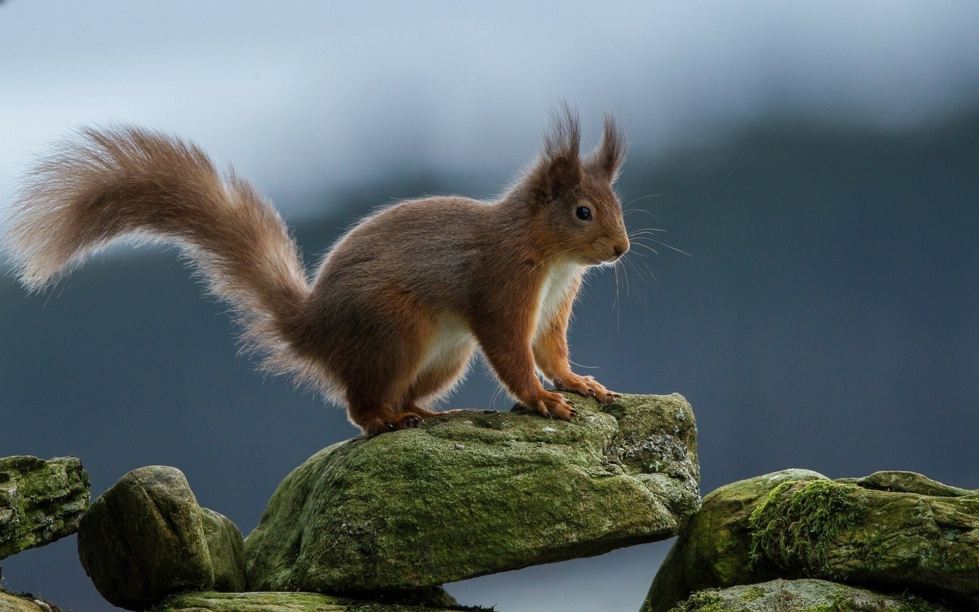 HD PC desktop wallpaper and background: a red squirrel (animal) with a bushy tail perched on moss-covered stones against a soft blue-gray backdrop.