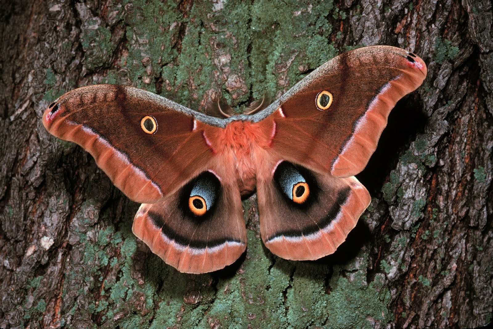 Download Silk Moth Nature Bark Tree Insect Animal Moth Wallpaper