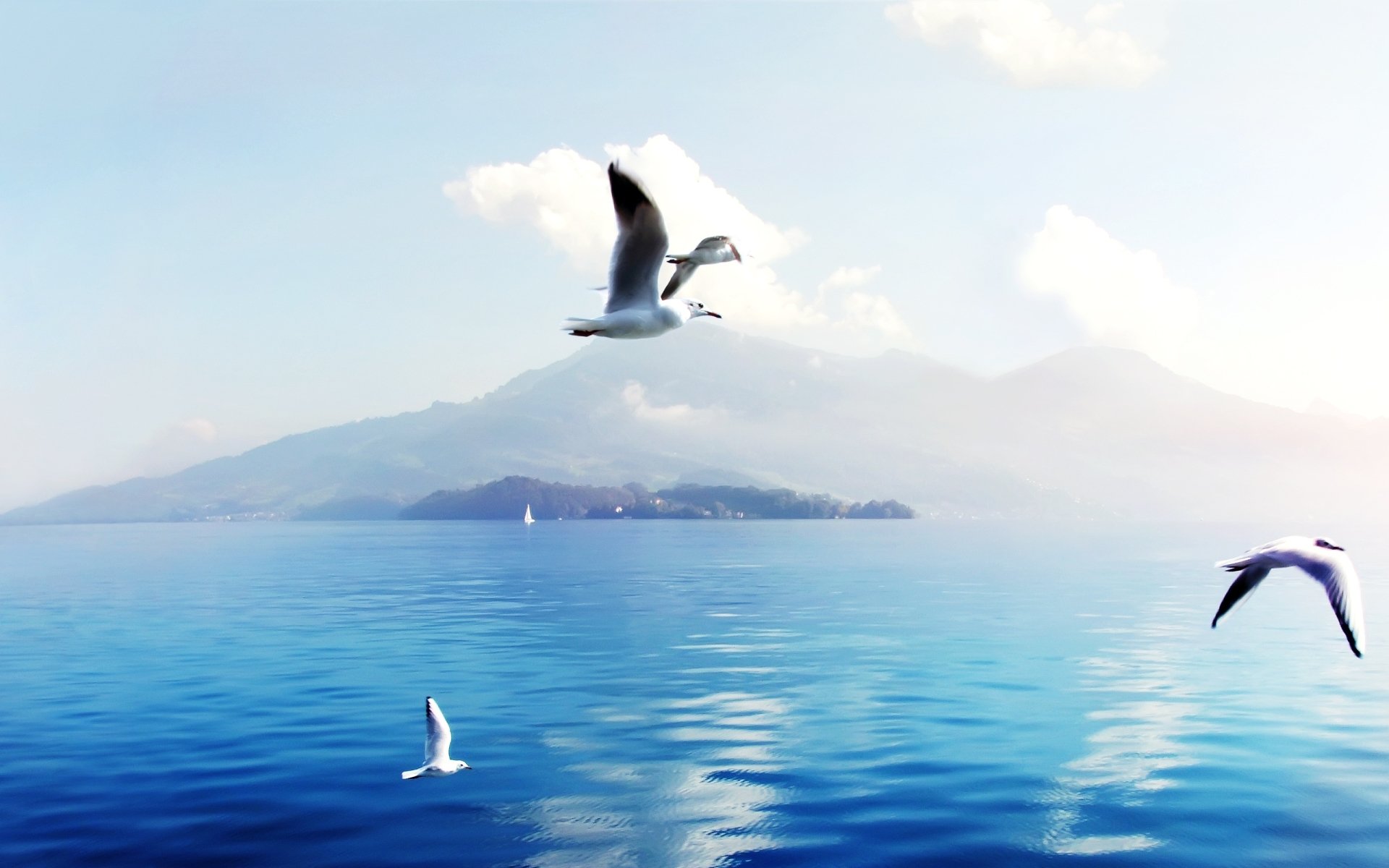 Download Bird Animal Seagull HD Wallpaper by Vu Minh Hai