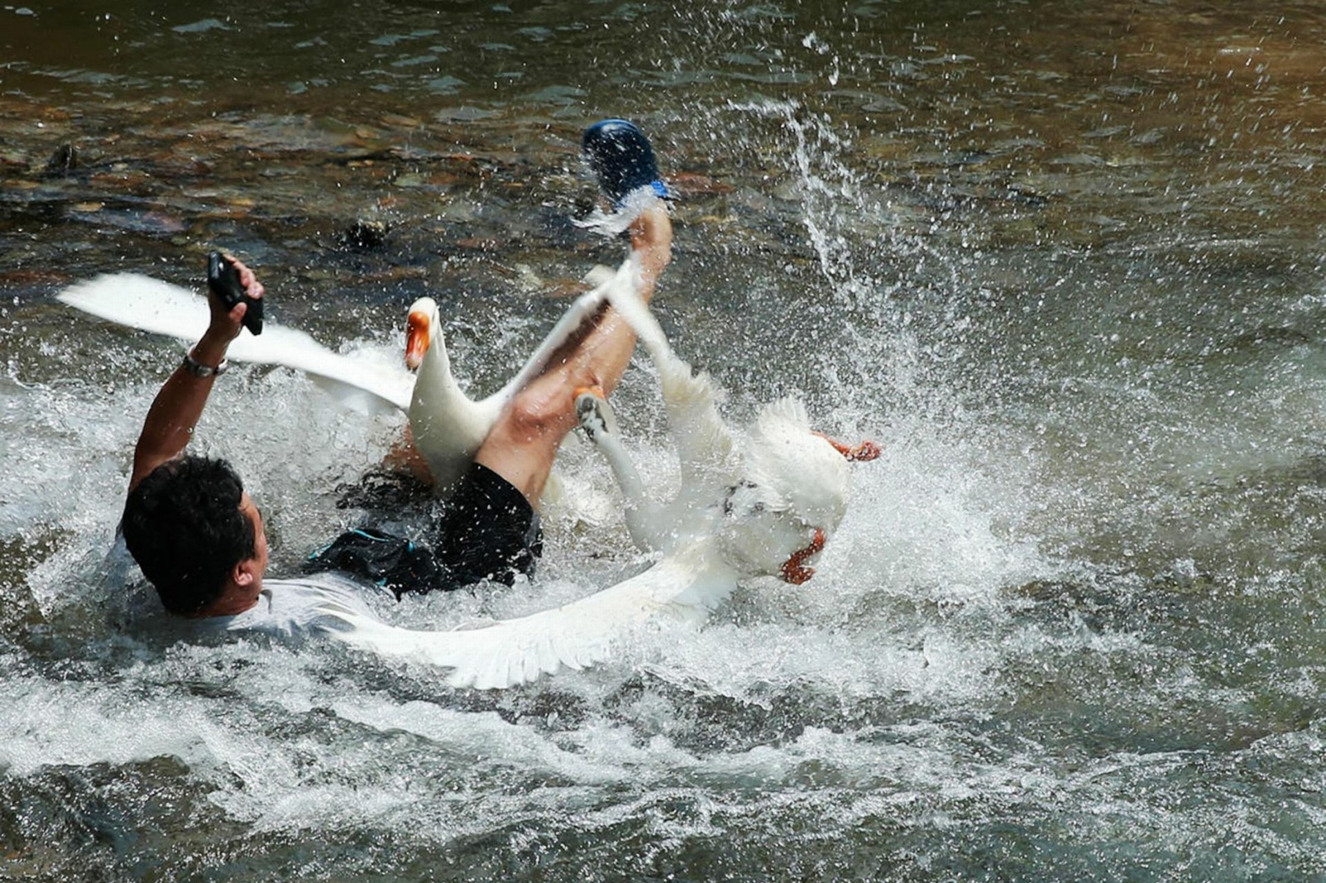 Download Animal Goose HD Wallpaper