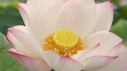 A stunning close-up of a lotus flower, showcasing its delicate white petals with pink edges and vibrant yellow center, captured in 4K Ultra HD for a captivating nature-inspired background.