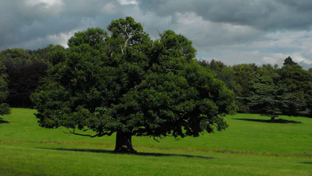 nature oak tree HD Desktop Wallpaper | Background Image