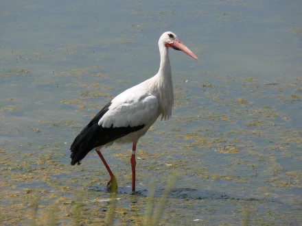 HD desktop wallpaper featuring a white stork standing in shallow water, showcasing its distinctive black and white feathers and long red legs.