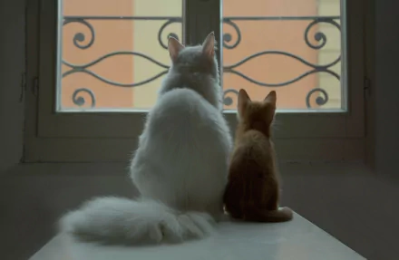 A white cat and a small orange kitten sit on a table, gazing out a window, creating a serene atmosphere in this HD desktop wallpaper.
