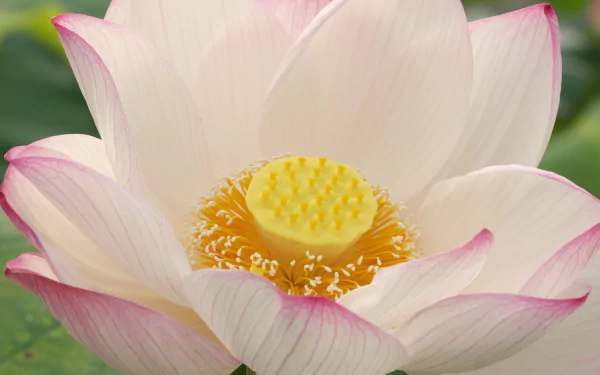 A stunning close-up of a lotus flower, showcasing its delicate white petals with pink edges and vibrant yellow center, captured in 4K Ultra HD for a captivating nature-inspired background.