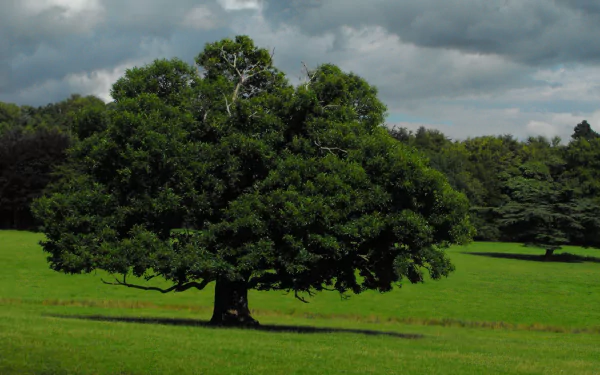 nature oak tree HD Desktop Wallpaper | Background Image