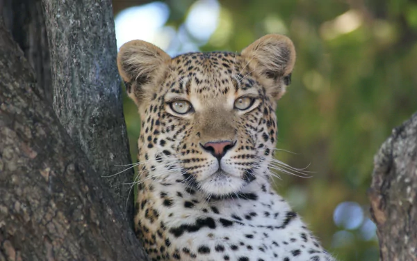 tree Animal leopard HD Desktop Wallpaper | Background Image