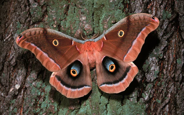  Polyphemus Moth