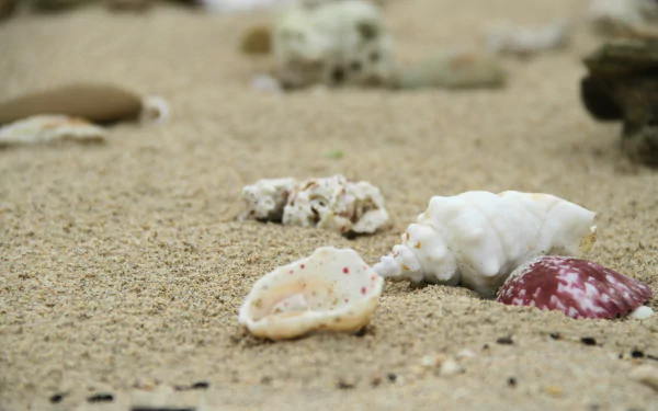 nature shell HD Desktop Wallpaper | Background Image