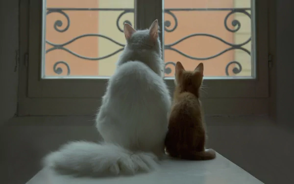 A white cat and a small orange kitten sit on a table, gazing out a window, creating a serene atmosphere in this HD desktop wallpaper.