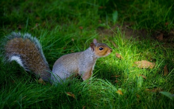 Animal Squirrel Grass Leaf HD Wallpaper | Background Image