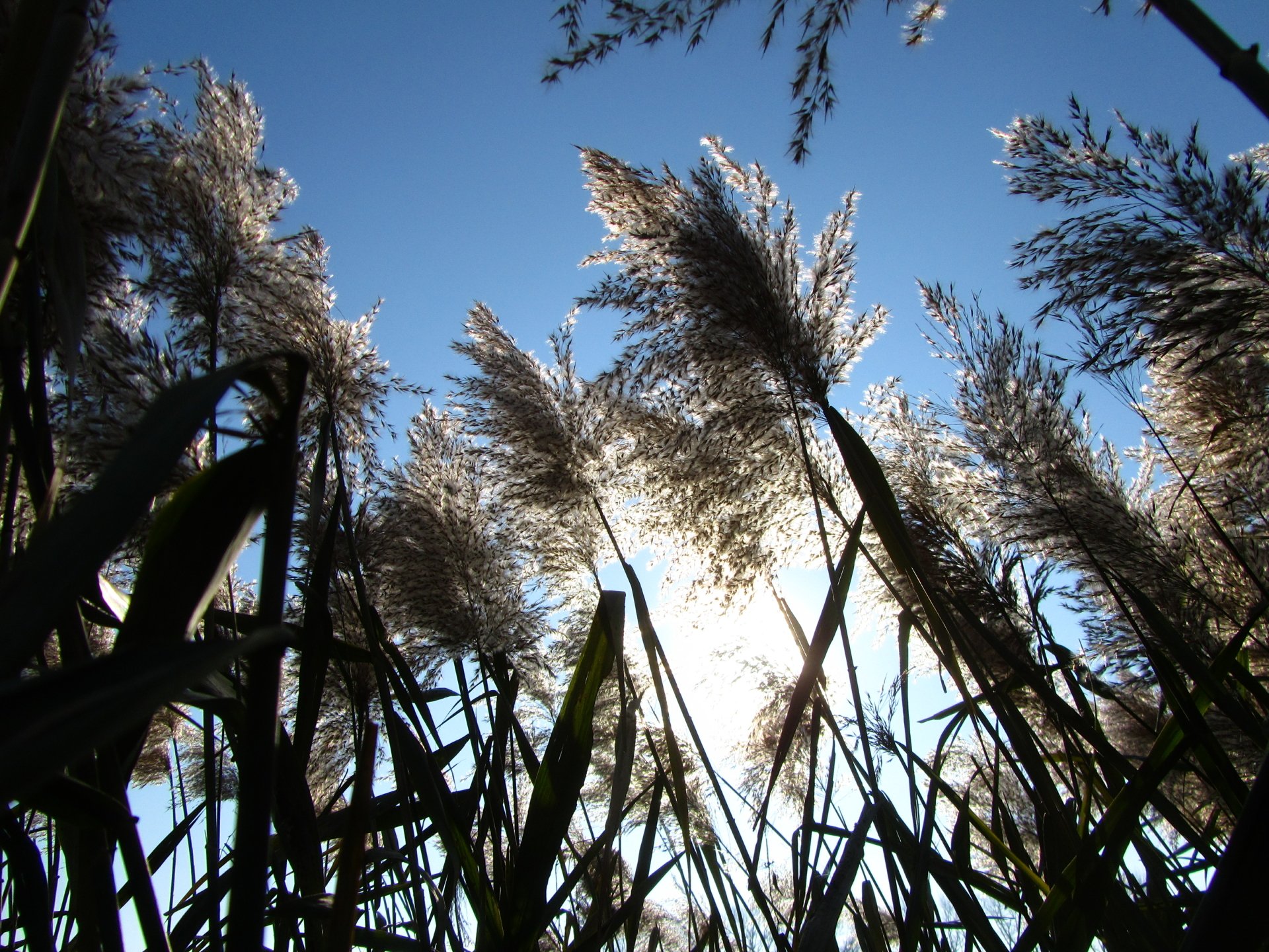 Download Nature Plant 4k Ultra HD Wallpaper by Vergilius