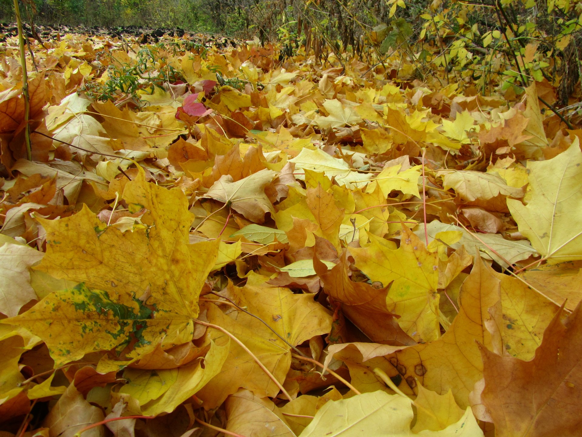 Nature Leaf 4k Ultra HD Wallpaper by Vergilius