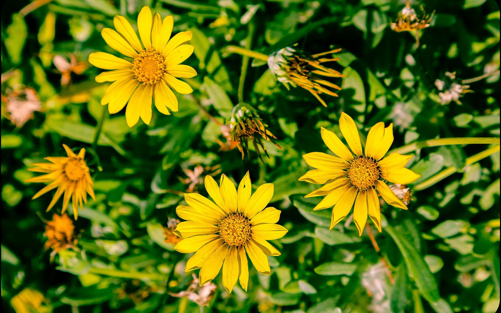 Download Yellow Flower Nature Flower HD Wallpaper by Stephen Moehle