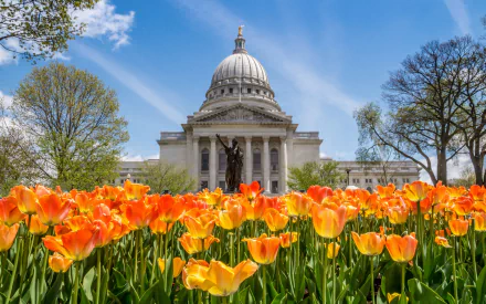  Tulips and Wisconsin State Capitol