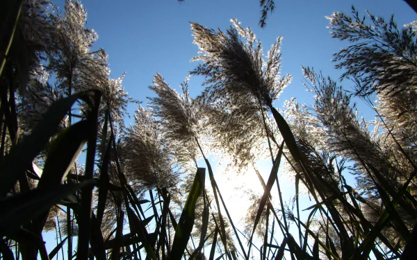 nature plant HD Desktop Wallpaper | Background Image