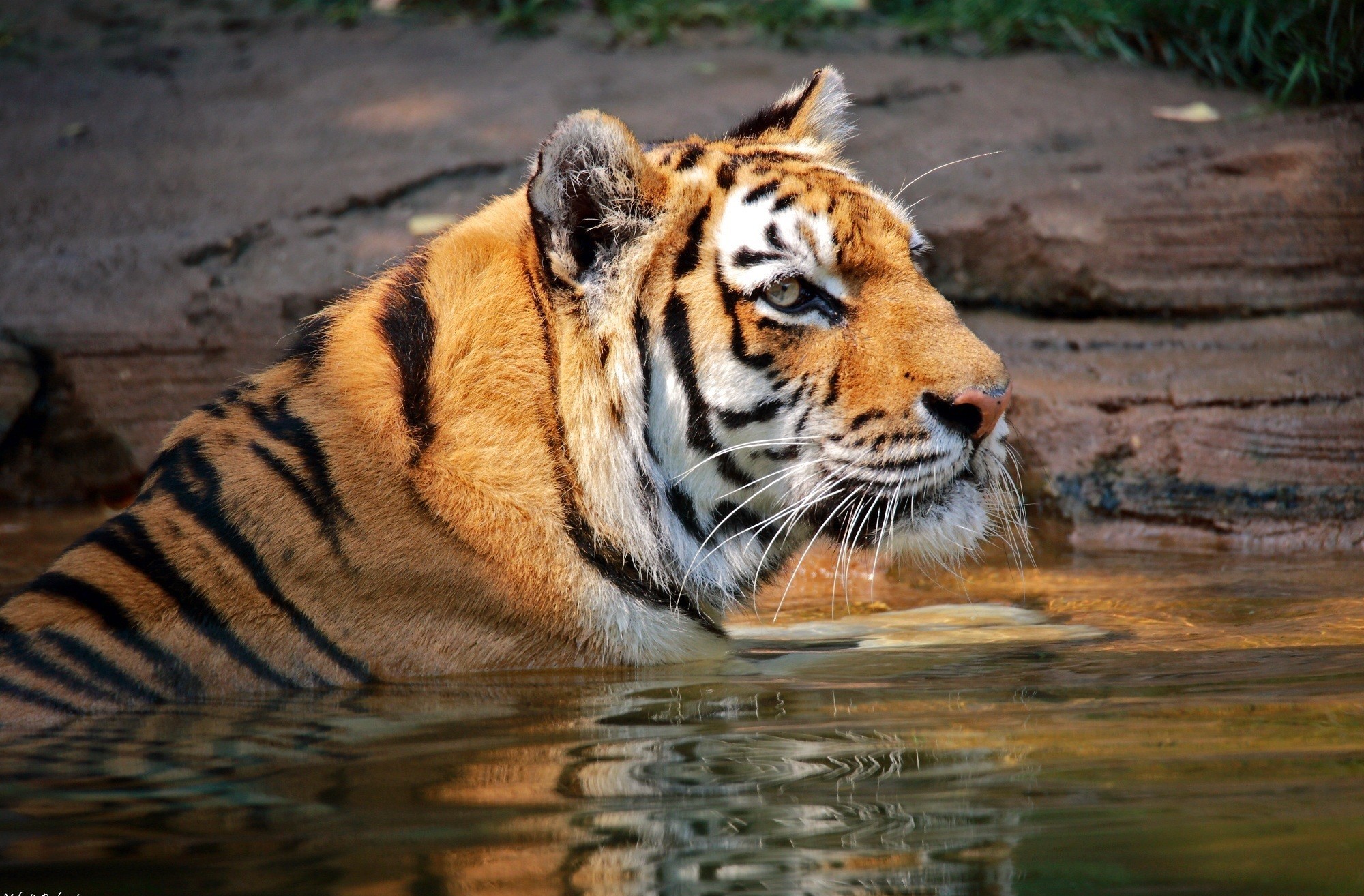 Download Animal Tiger HD Wallpaper