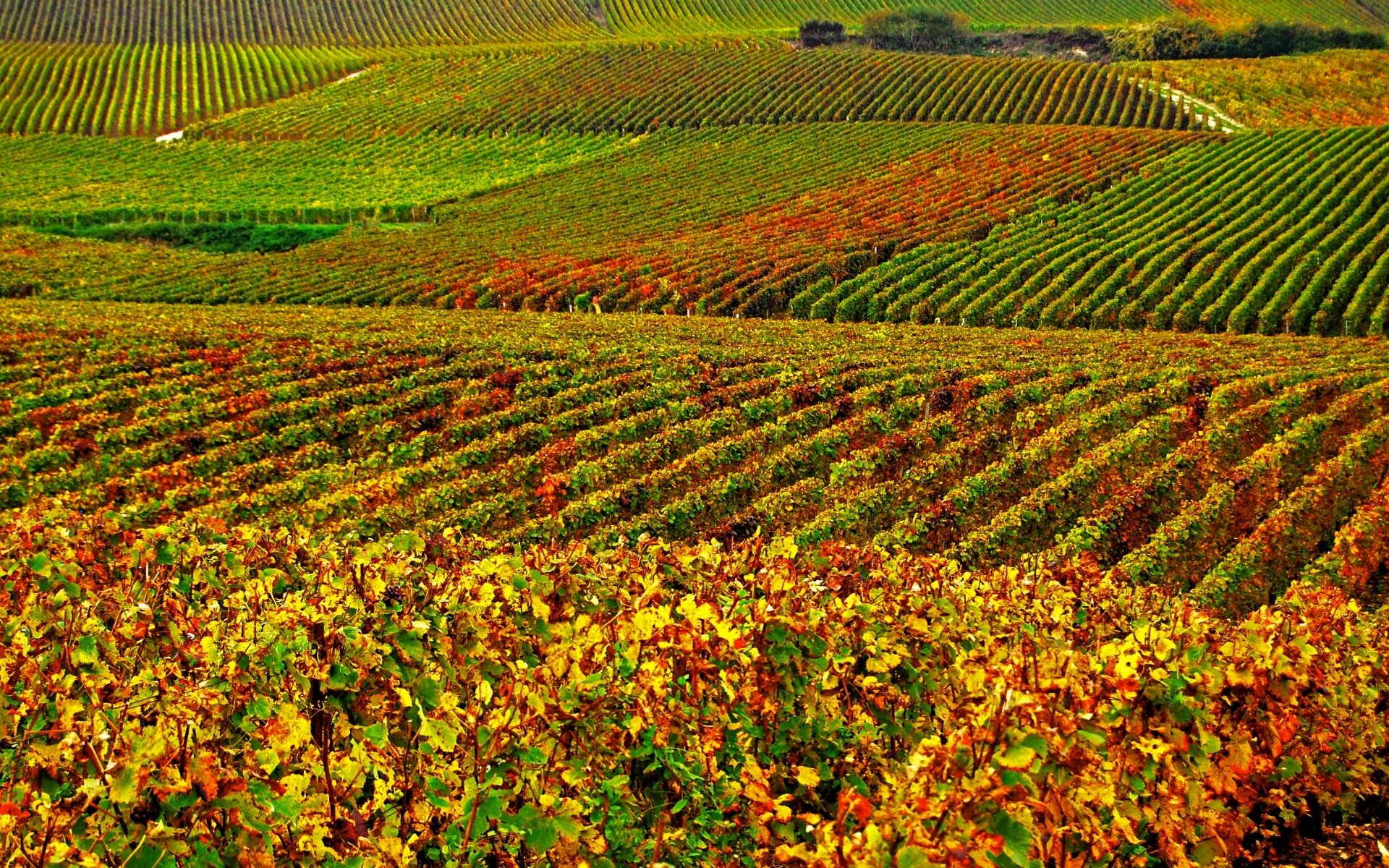 Download Man Made Vineyard HD Wallpaper