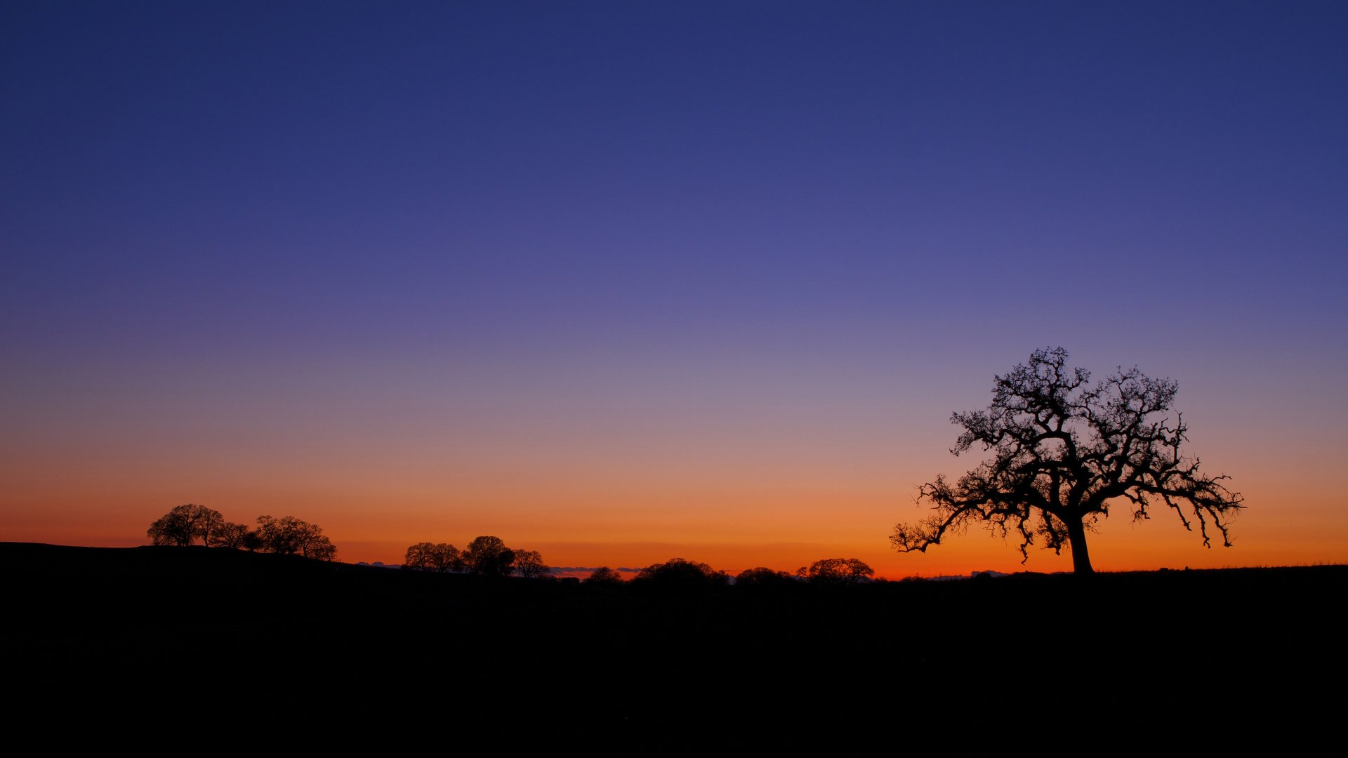 4K Ultra HD desktop wallpaper featuring a lone tree silhouetted against a vibrant sunset sky, captured in a serene natural landscape.
