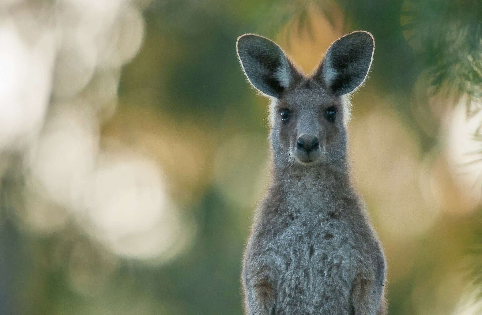 HD desktop wallpaper featuring a close-up of a kangaroo with a blurred natural background.