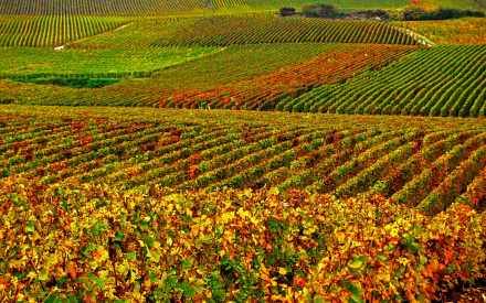 man made vineyard HD Desktop Wallpaper | Background Image