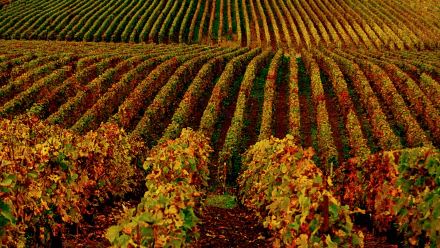 man made vineyard HD Desktop Wallpaper | Background Image