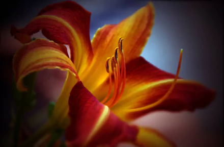 nature lily HD Desktop Wallpaper | Background Image