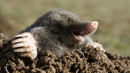 Animal mole HD Desktop Wallpaper | Background Image