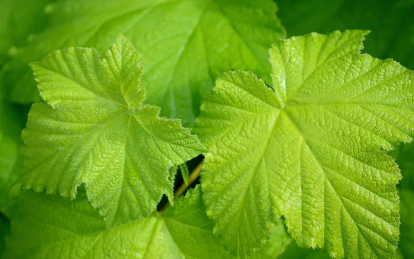  Vine Leaves