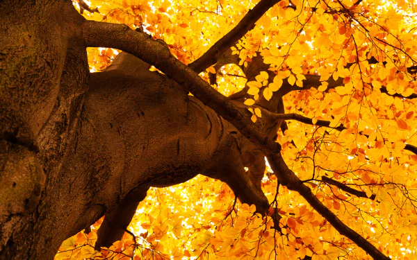 HD desktop wallpaper of a tree branch with bright golden-orange leaves, capturing the vibrant colors of the fall season in nature.