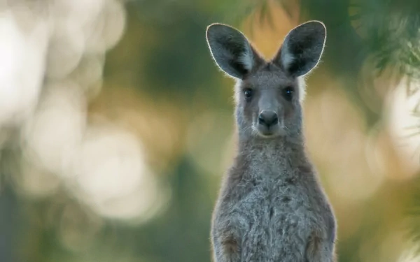  The Purple Necked Rock Wallaby