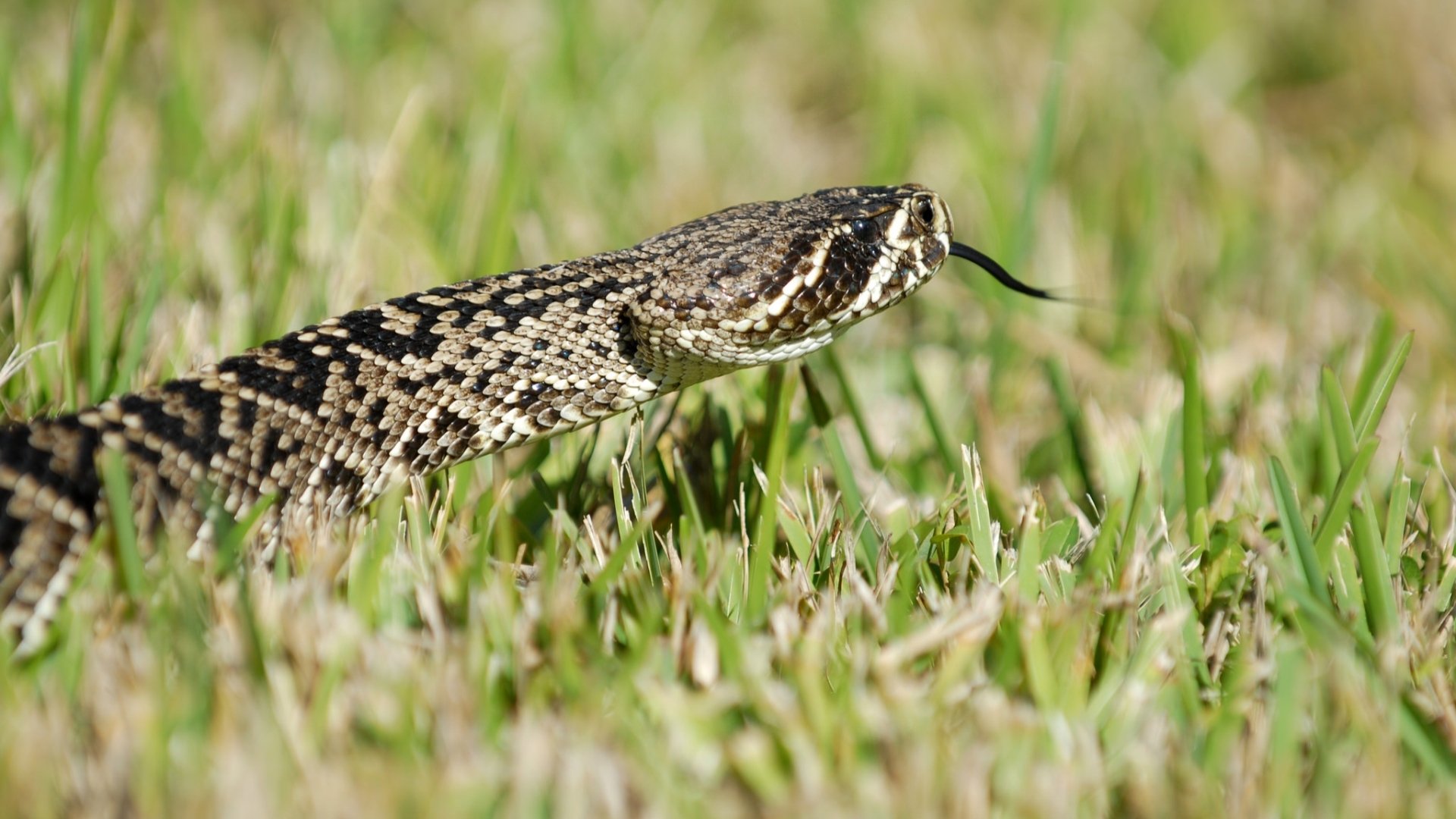Download Animal Eastern Diamondback Rattlesnake HD Wallpaper