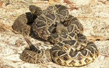 10+ Eastern Diamondback Rattlesnake 高清壁纸 桌面背景