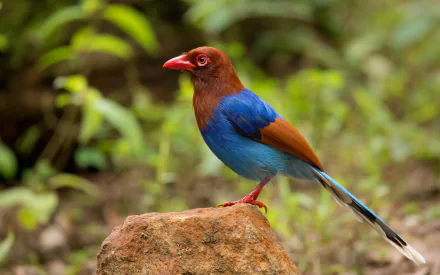 HD desktop wallpaper featuring a colorful magpie perched on a rock with a blurred green natural background.
