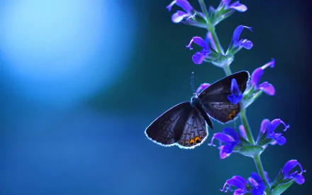 HD desktop wallpaper featuring a dark butterfly perched on vibrant purple flowers with a soft blue background.