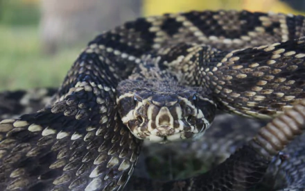 Animal eastern diamondback rattlesnake HD Desktop Wallpaper | Background Image