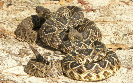 Animal eastern diamondback rattlesnake HD Desktop Wallpaper | Background Image