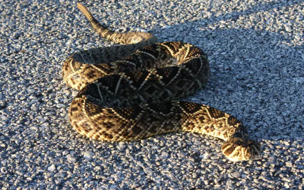 Animal eastern diamondback rattlesnake HD Desktop Wallpaper | Background Image