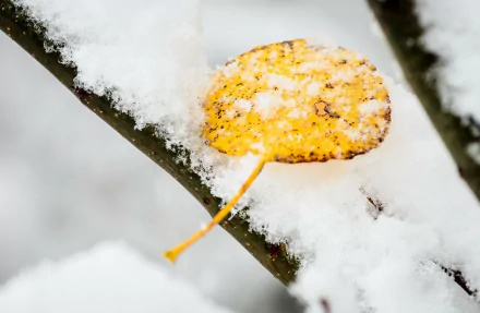 november snow nature leaf HD Desktop Wallpaper | Background Image