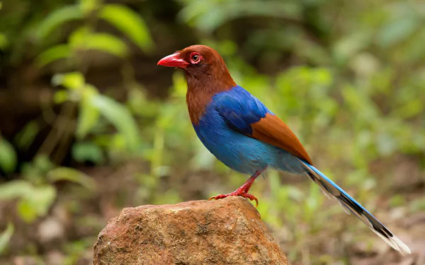 HD desktop wallpaper featuring a colorful magpie perched on a rock with a blurred green natural background.