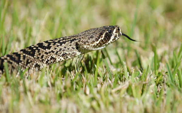 Animal eastern diamondback rattlesnake HD Desktop Wallpaper | Background Image