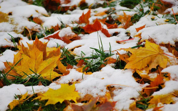 winter fall november grass snow nature leaf HD Desktop Wallpaper | Background Image